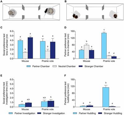 Specificity in Sociality: Mice and Prairie Voles Exhibit Different Patterns of Peer Affiliation